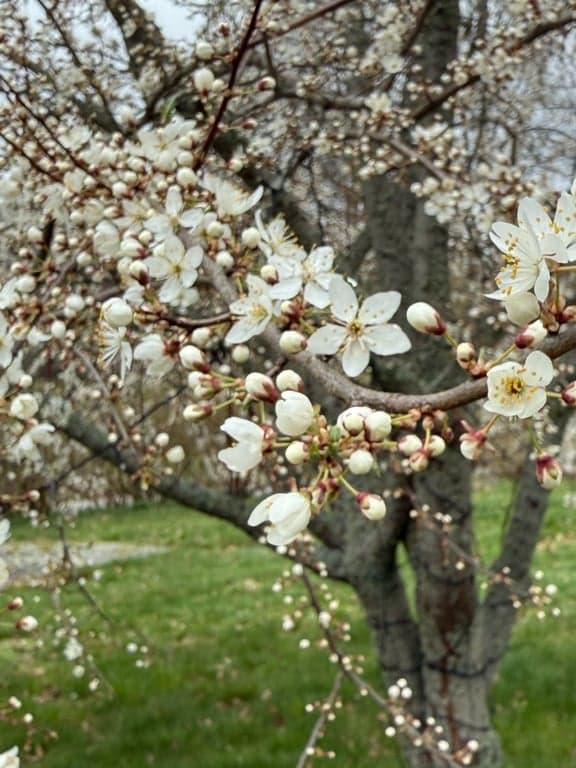 Beautiful spring blossoms adorn the property's fruit trees, creating a picturesque garden setting. The delicate white flowers and lush green lawn showcase the natural beauty surrounding this charming Swedish retreat.